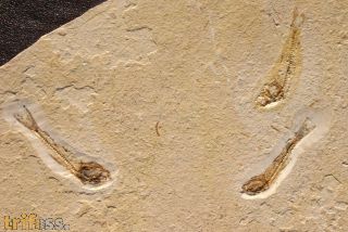 Dastilbe elongatus Silva-Santos, 1947