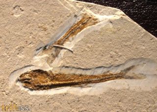Dastilbe elongatus Silva-Santos, 1947