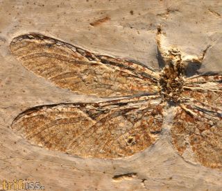 Dragonly Cordulagomphus tuberculatus C. ARLE. & W. IGHTON. , 199