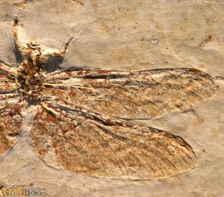 Dragonly Cordulagomphus tuberculatus C. ARLE. & W. IGHTON. , 199