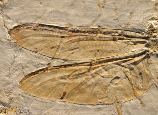 Libelle  Araripegomphus andreneli Bechly, G. 1998