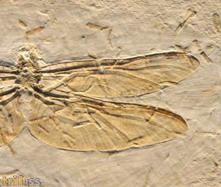Libelle  Araripegomphus andreneli Bechly, G. 1998