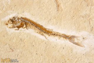Dastilbe elongatus Silva-Santos, 1947