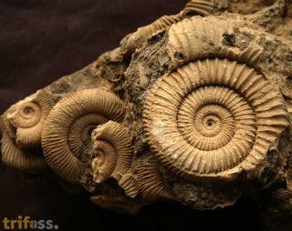 Dactylioceras athleticum (SIMPSON 1855)