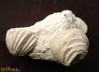 Burmirhynchia decorata (SCHLOTHEIM)