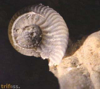 Ammonite faunal piece