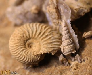 Ammonite faunal piece