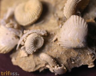 Ammonite faunal piece