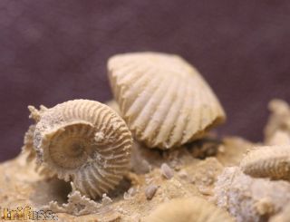 Ammonite faunal piece