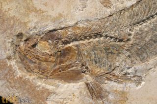 Bite Fisch ,  Cladocyclus gardneri Agassiz, 1841