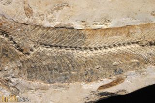 Bite Fisch ,  Cladocyclus gardneri Agassiz, 1841