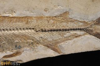 Bite Fisch ,  Cladocyclus gardneri Agassiz, 1841
