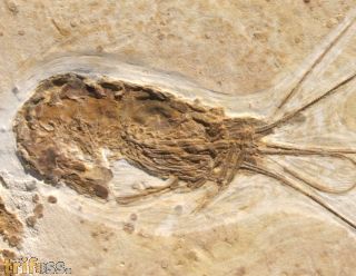 Schwimmkrebs (Natantia) & Fisch