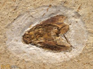 Cockroach, (Blattodea)