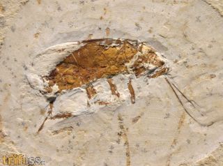 Cockroach, (Blattodea)