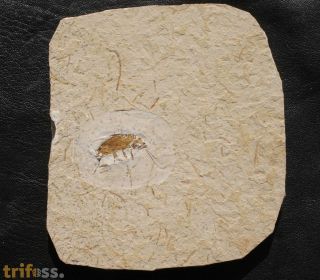 Cockroach, (Blattodea)