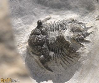 Dicranurus monstrosus