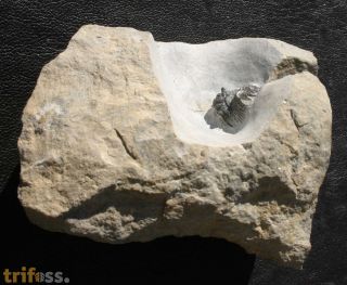 Dicranurus monstrosus