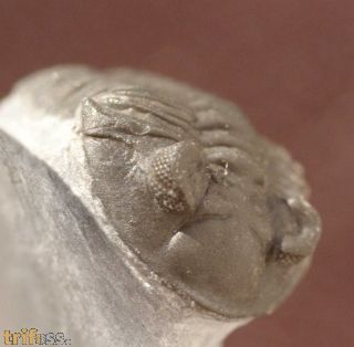 Destombesina tafilaltensis MORZADEC, 2001