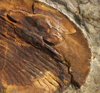 Nobiliasaphus hammanni R�BANO 1984