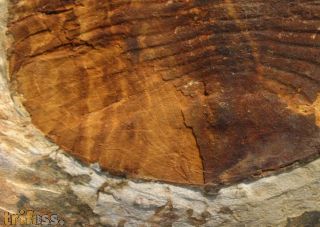 Nobiliasaphus hammanni R�BANO 1984