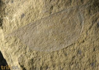 Isoxys auritus (Jiang, 1982)