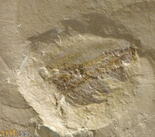 Naraoia (Misszhouia) longicaudata (Zhang & Hou, 1985)