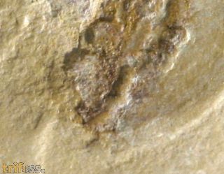 Naraoia (Misszhouia) longicaudata (Zhang & Hou, 1985)
