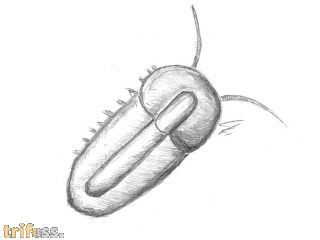 Naraoia (Misszhouia) longicaudata (Zhang & Hou, 1985)