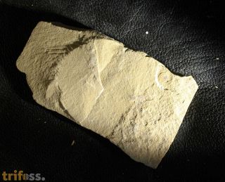 not determinated Brachiopod