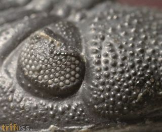 Phacops sparsidosus STRUVE 1970