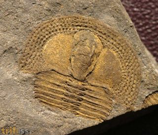 Deanaspis goldfussi (BARRANDE, 1846)