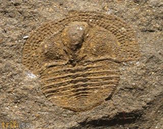 Deanaspis goldfussi (BARRANDE, 1846)