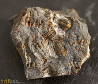 Placoparia cambriensis HICKS, 1875