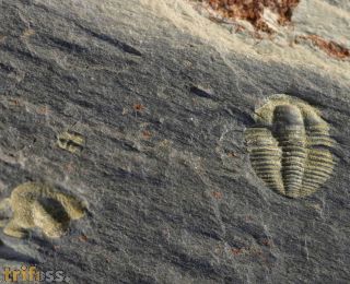 Syspacephalus sp.