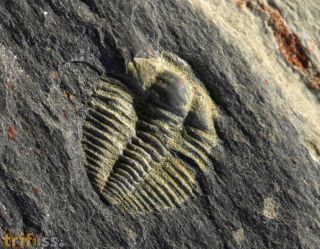 Syspacephalus sp.