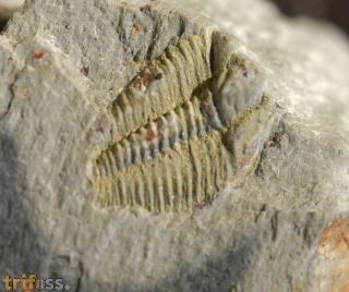 Syspacephalus sp.