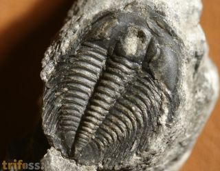 Aphelaspis  westropi (Chatterton & Ludvigsen, 1998)