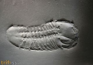 Chotecops sp.