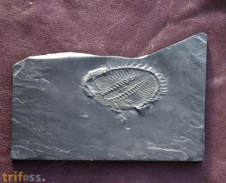 Asteropyge sp.
