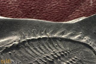 Asteropyge sp.