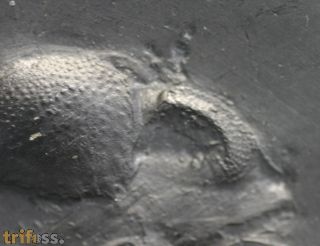 Chotecops sp.