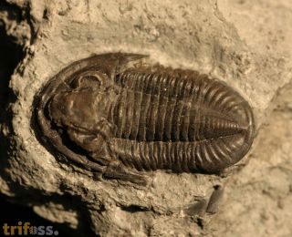Basidechinella rowi (Green, 1838)