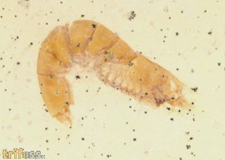 Hefriga sp.