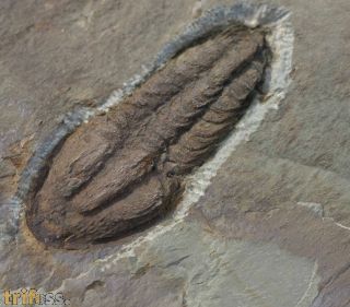Solenopleuropsis (Solenopleuropsis) rouayrouxi (Munier-Chalmas a
