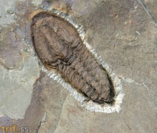 Solenopleuropsis (Solenopleuropsis) rouayrouxi (Munier-Chalmas a