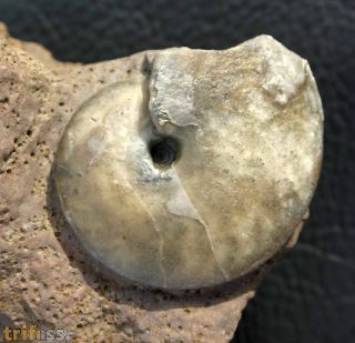 Oxycerites limosus
