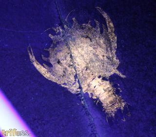 Eryon arctiformis SCHLOTHEIM 1820