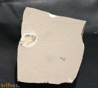 ?Stichocentrus sp.