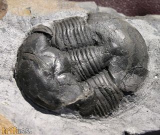 Ectillaenus hughesi (Hicks)